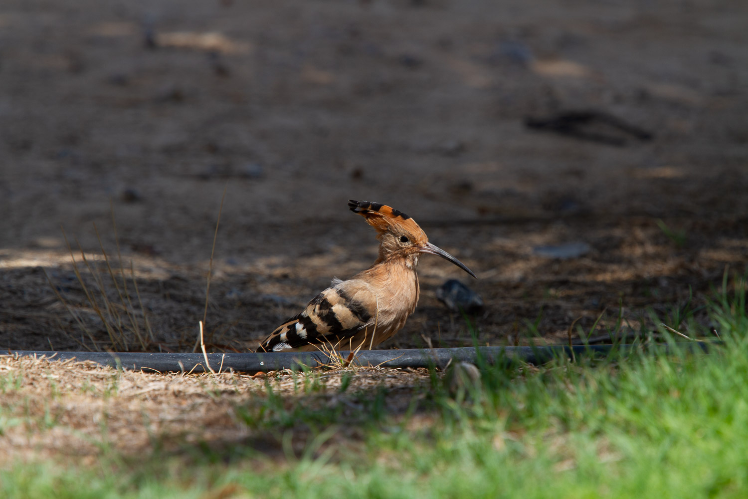 Eurasian hoopoe.jpeg